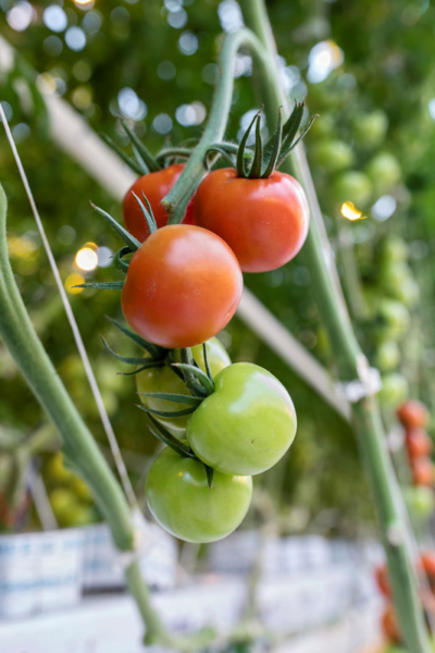 tomato crop 