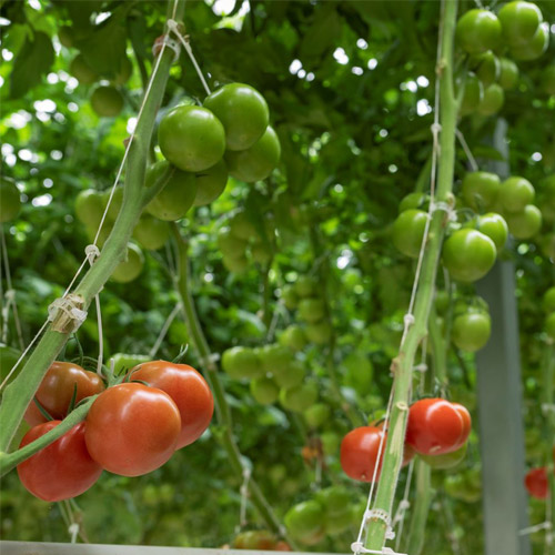 tomato crop