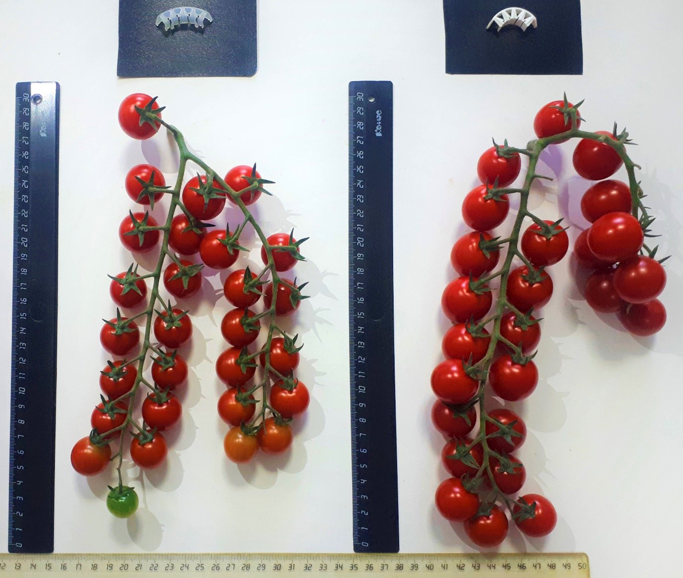CULTIVATING CHERRY TOMATOES