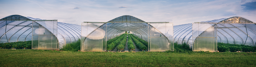 How to start using substrates in your greenhouse