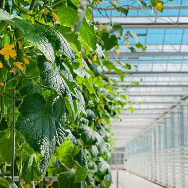 The right method for producing cukes