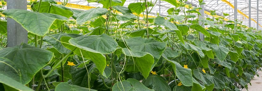 Paskal_blog_feb26_850x296pix_2 1